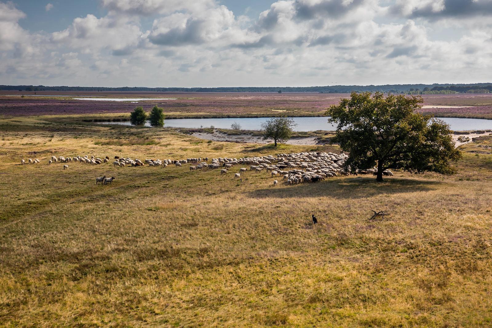 Zandborg Lodge met Hottub in Ruinen, Nederland voor 6 personen foto 23
