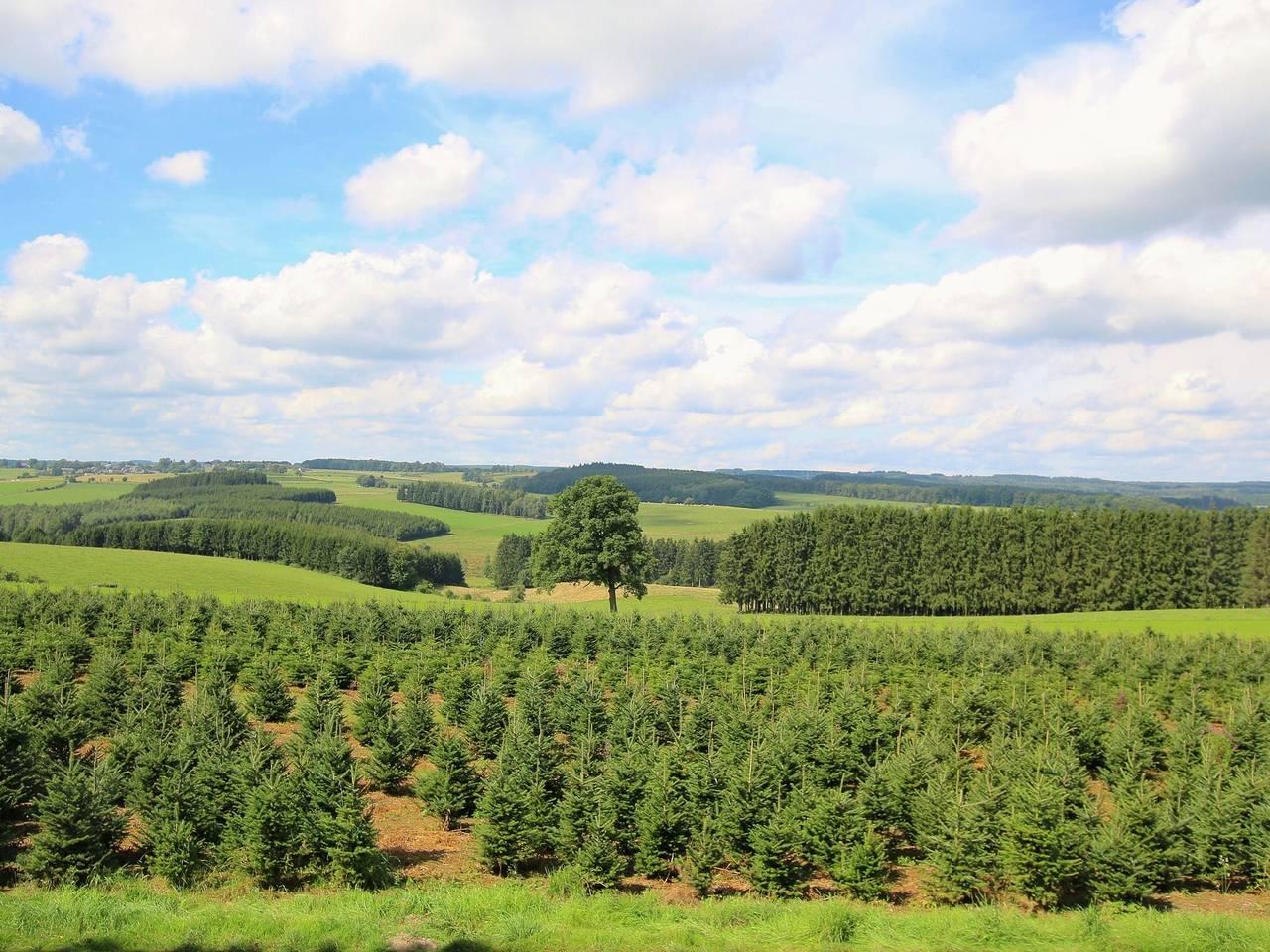 Ruime villa op het platteland in Neufchâteau, Parc naturel Haute-Sûre Forêt d'Anlier, België voor 8 personen foto 23