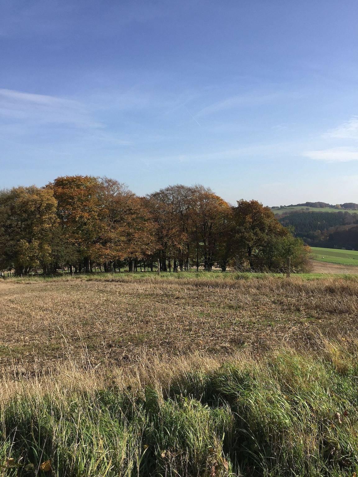 Vakantieappartement in North Eifel, Duitsland voor 5 personen foto 14