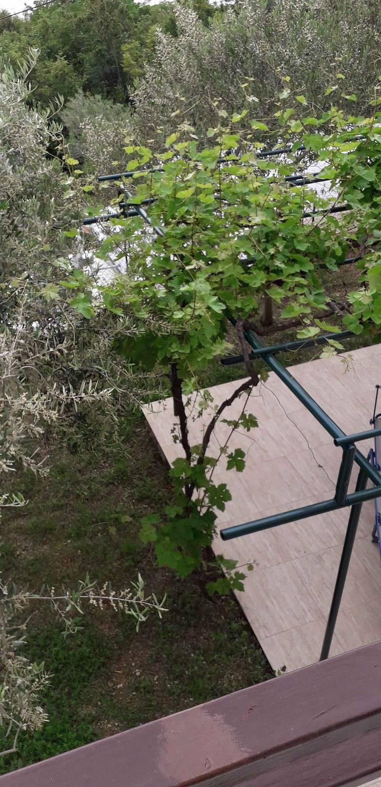 Vakantieappartement in Krk, Kroatië voor 5 personen foto 5