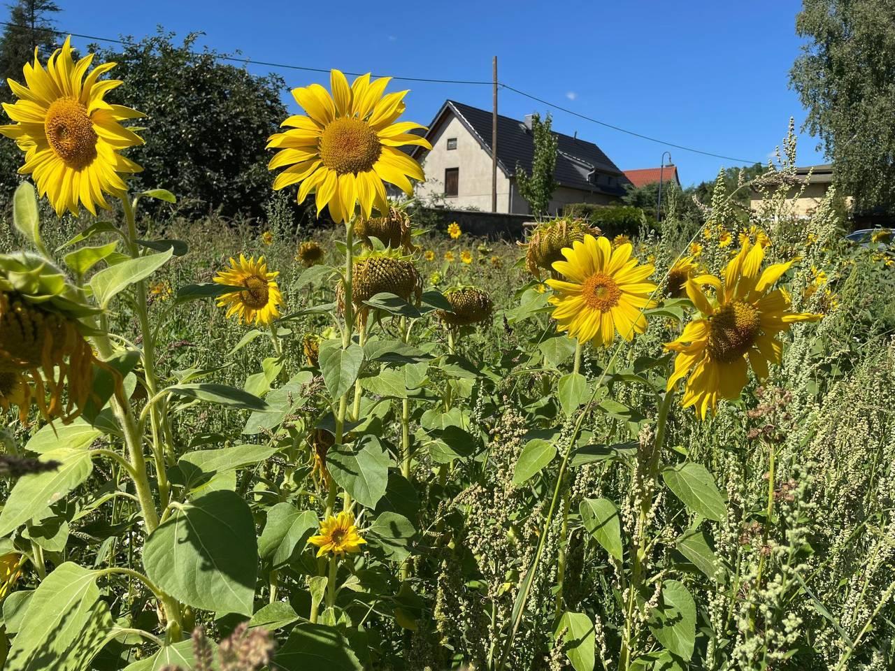 Gärtnerhaus in Falkenhain, Lossatal, Duitsland voor 4 personen foto 23