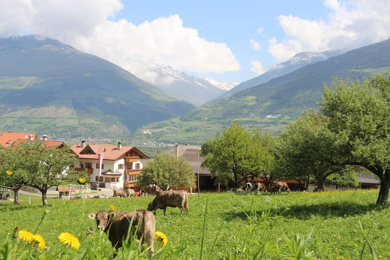 Vakantiewoning 'Hof am Schloss Zirm' in Montechiaro - Lichtenberg, Prad am Stilfser Joch, Italië voor 5 personen foto 20