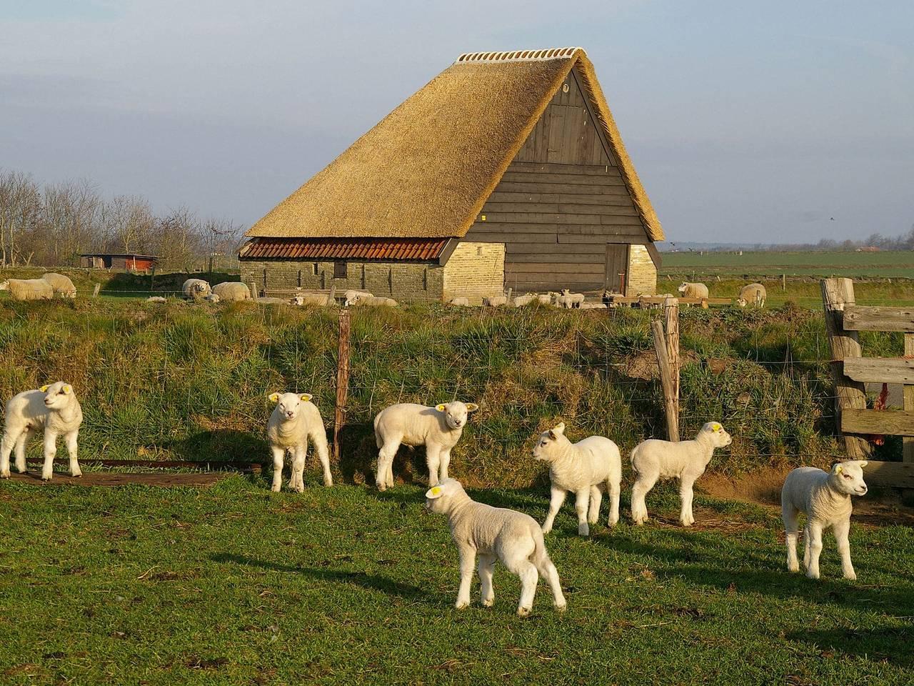 Luxe Villa op Texel in Den Burg, Nederlandse waddeneilanden, Nederland voor 8 personen foto 21