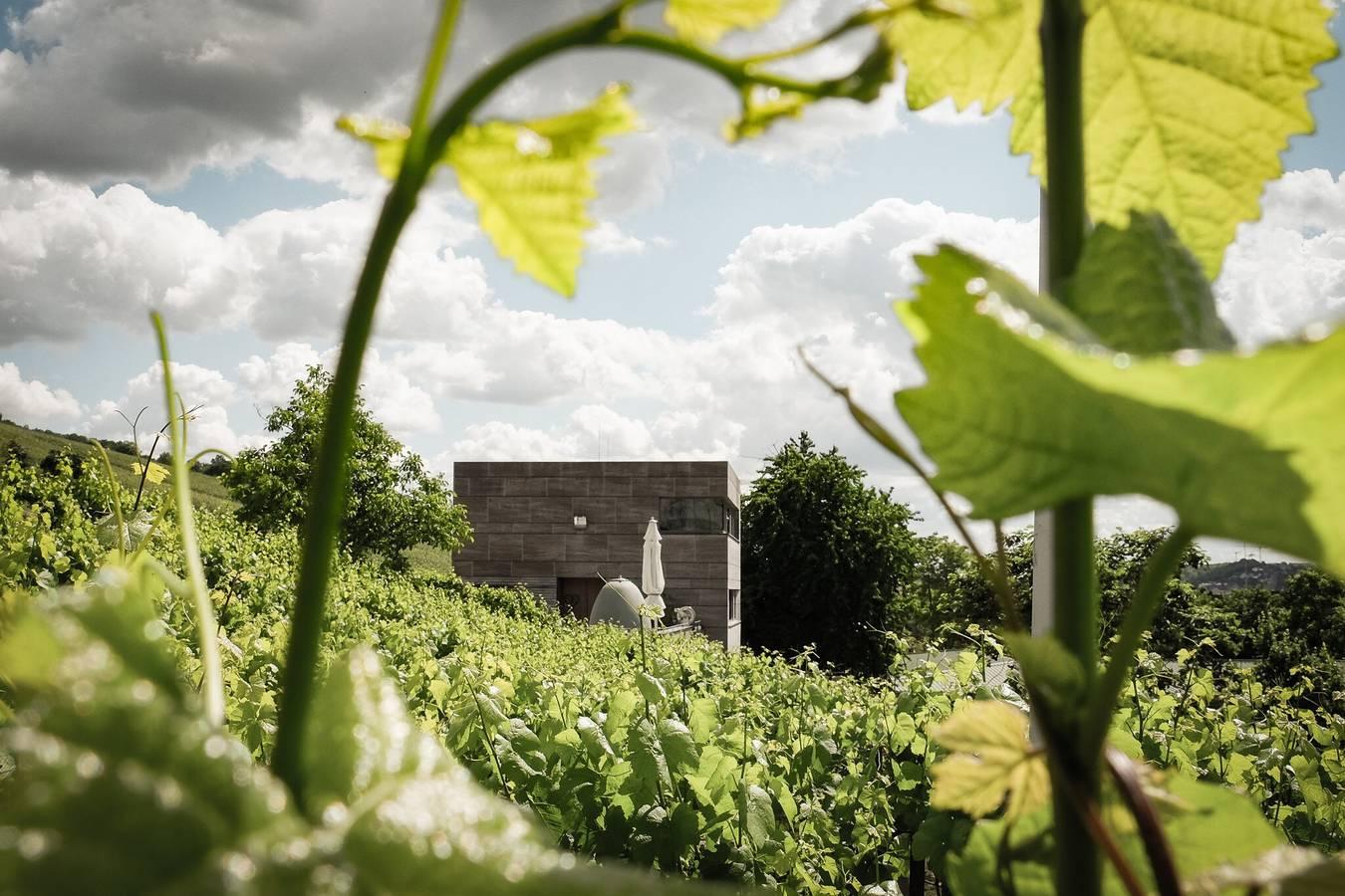 Gezellig pension in het "Weingut am Stein" met terras in Würzburg, Franconian Wine Country, Duitsland voor 6 personen foto 25