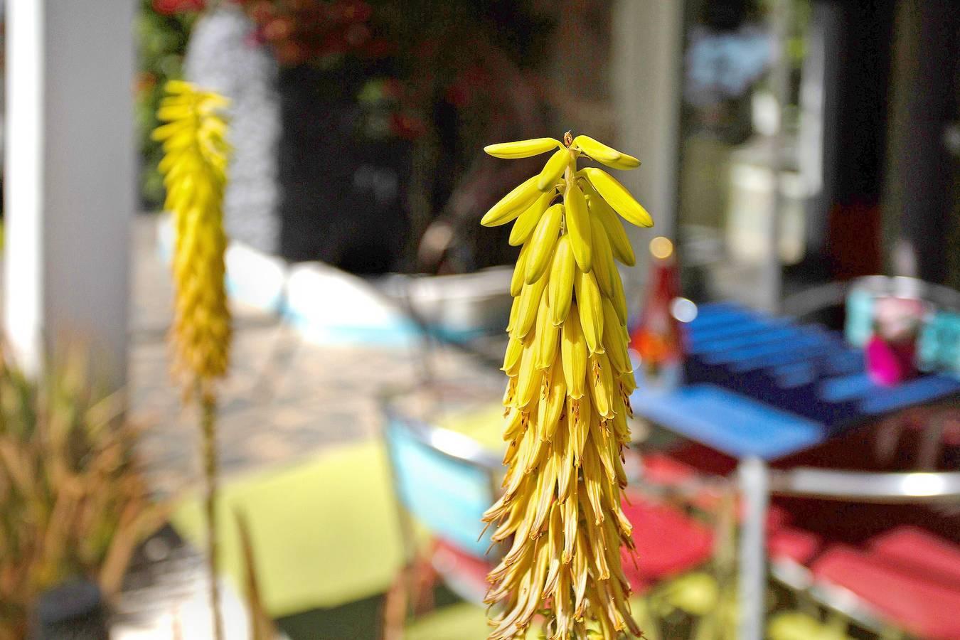 Finca Fani 3 met bergzicht, gedeeld zwembad, wifi, terras in Agüimes, East Gran Canaria, Spanje voor 3 personen foto 23