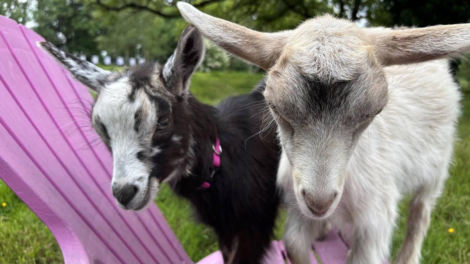 L'Hermite 2 in Brech, Côte des Mégalithes, Frankrijk voor 2 personen foto 21