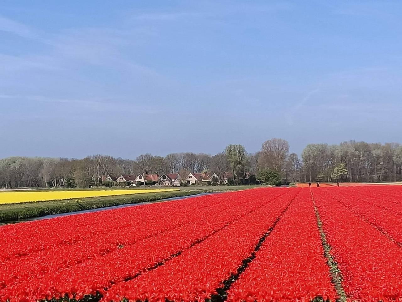 Vakantiehuis in Noordwijk, Nederland voor 6 personen foto 17