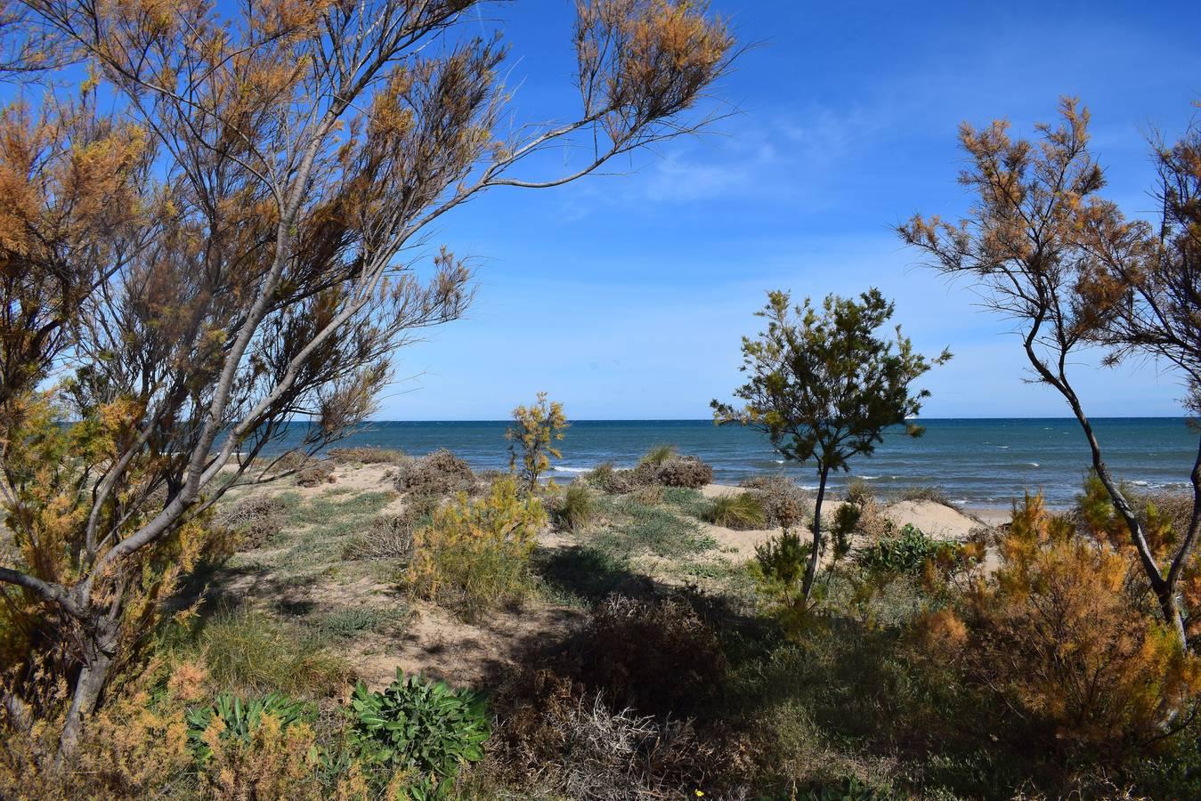 Vakantieappartement met zwembad en hond toegestaan in Oliva, Costa Blanca, Spanje voor 4 personen foto 22