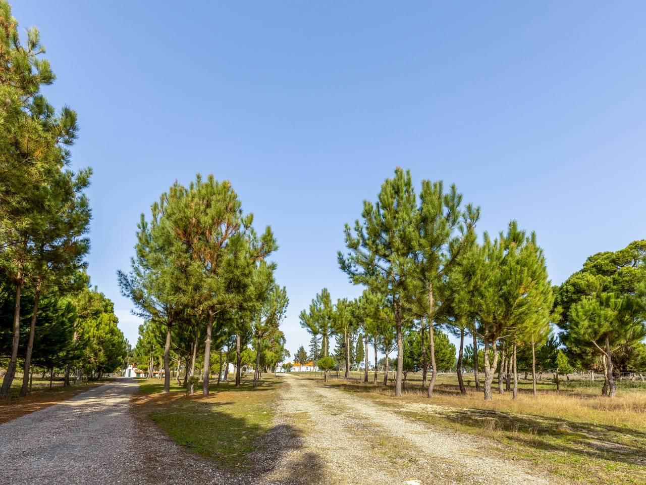 Quinta de Santa Emilia 2 in São Martinho (Portugal), Alentejo Litoral, Portugal voor 4 personen foto 24