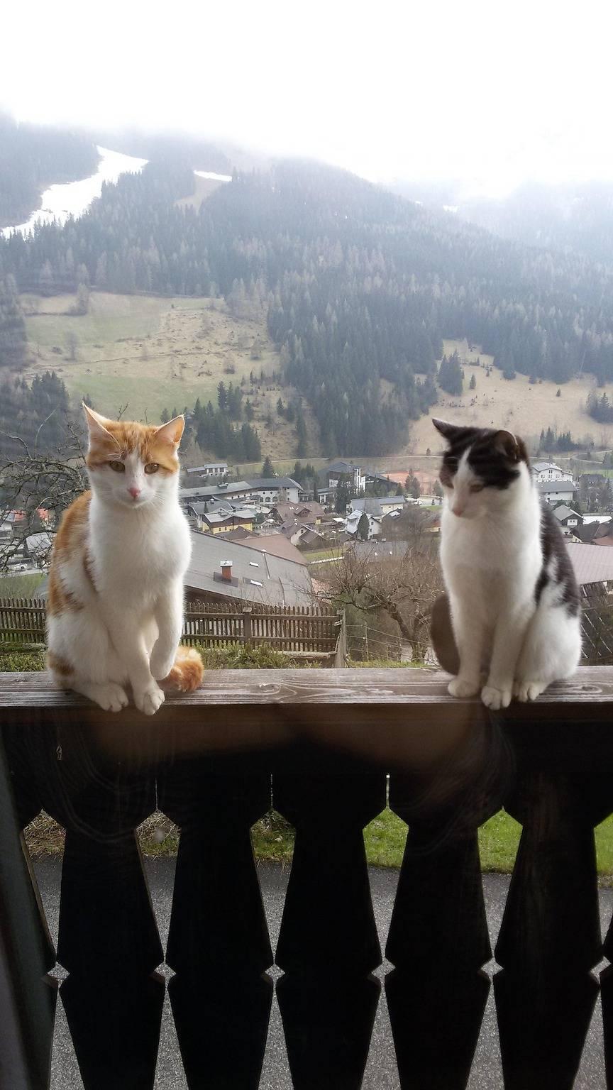 Vakantieappartement in Nockberge, Oostenrijk voor 2 personen foto 16