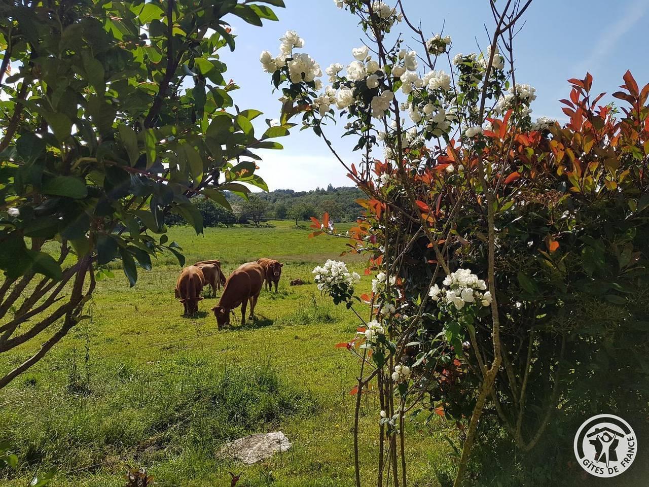 Vakantiehuis in Corrèze, Frankrijk voor 4 personen foto 5