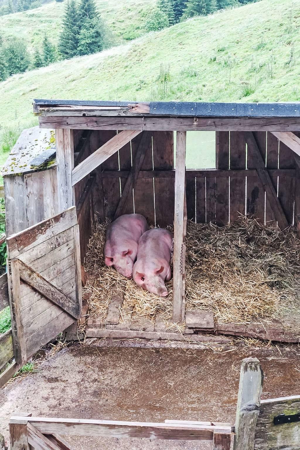 Vakantieappartement in Pinzgau, Oostenrijk voor 10 personen foto 7