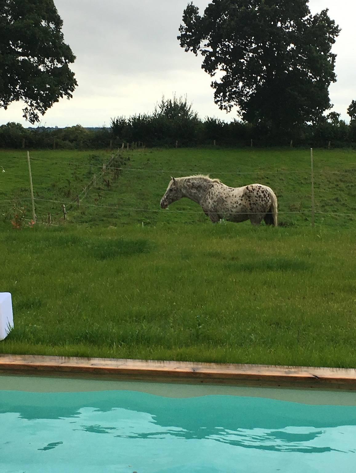 Vakantieappartement met zwembad en hond toegestaan in Groß Wittensee, Rendsburg-Eckernförde, Duitsland voor 2 personen foto 19