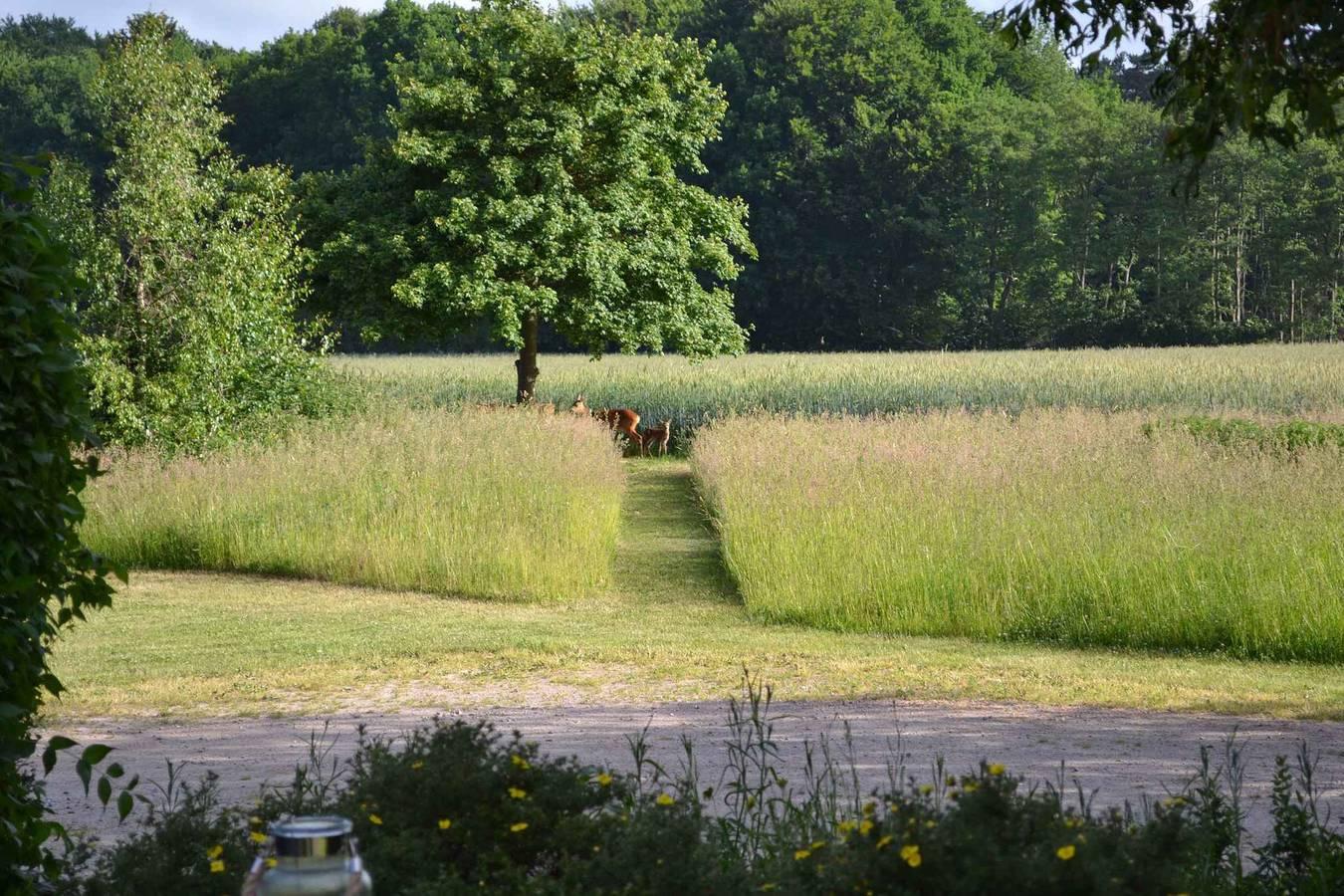Vakantiewoning in de natuur met terras in Sehlen, Duitsland voor 2 personen foto 19
