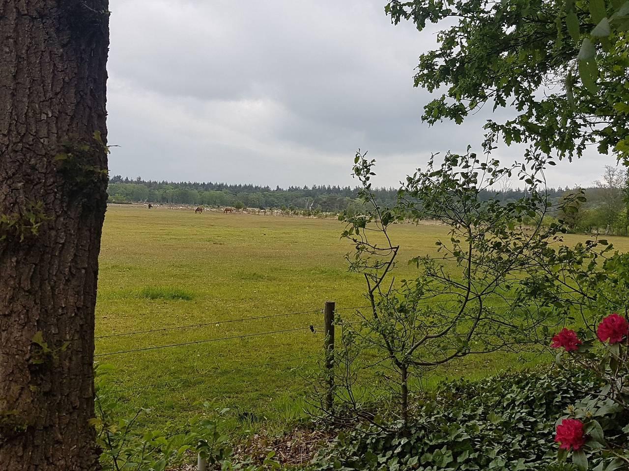 Vakantiehuis in Regio Zwolle, Nederland voor 6 personen foto 17