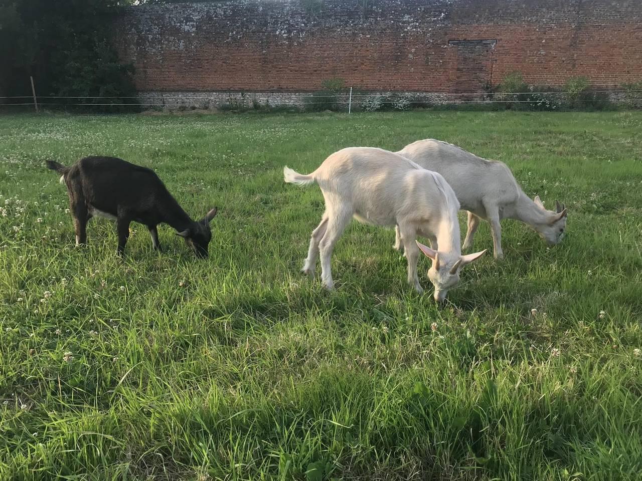 Gîtes de France® - Domaine de Gretot in Hugleville-en-Caux, Frankrijk voor 6 personen foto 24