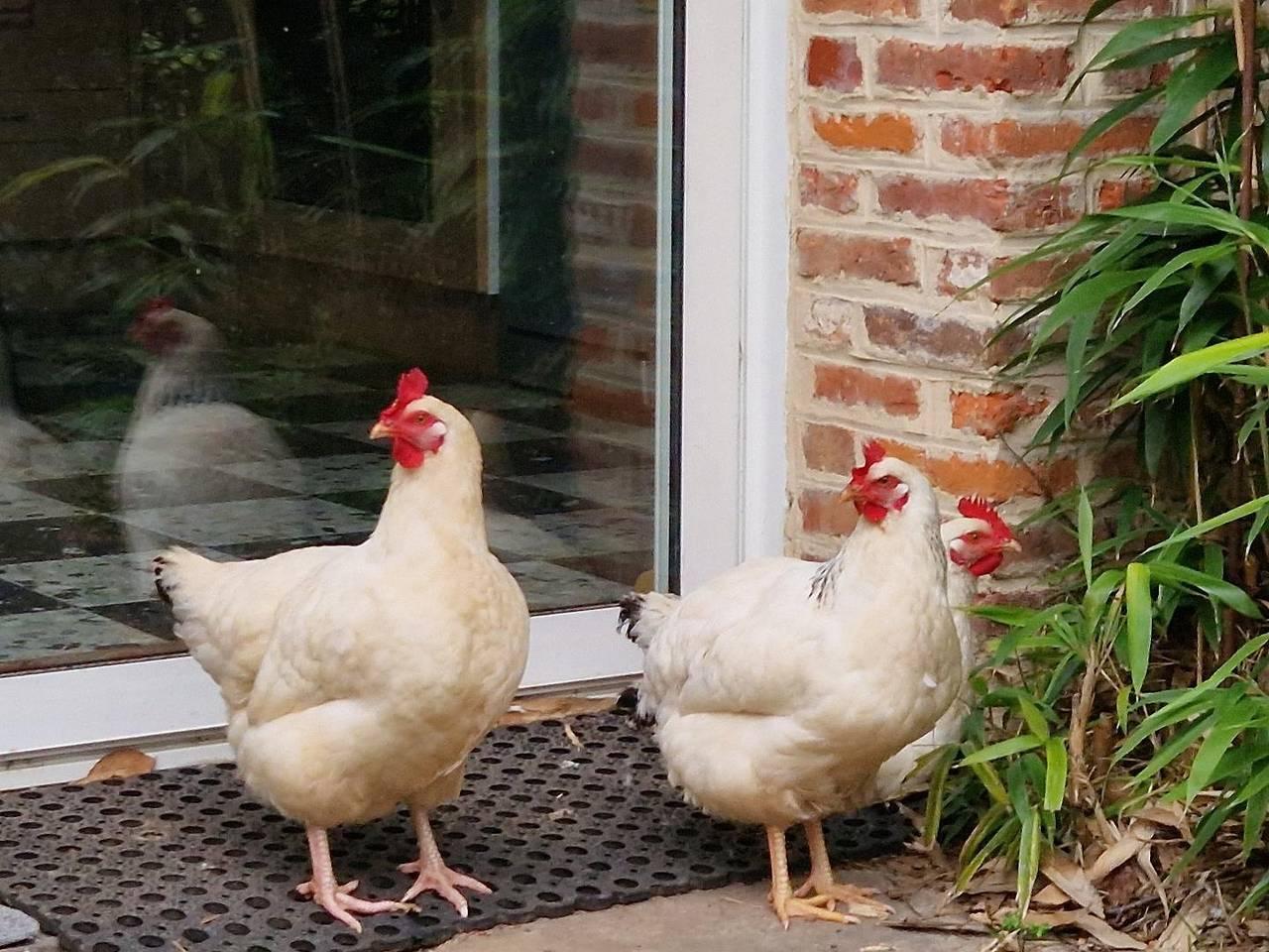Vakantiehuis in Seine-Maritime, Frankrijk voor 4 personen foto 16