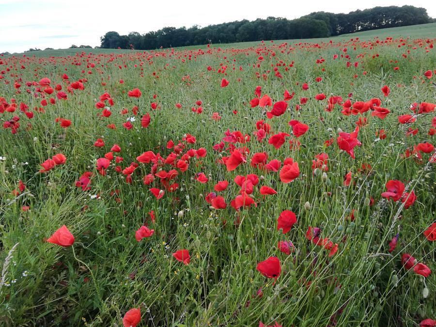 Fewo Ostseerefugium Haffkrug in Haffkrug, Duitsland voor 2 personen foto 19