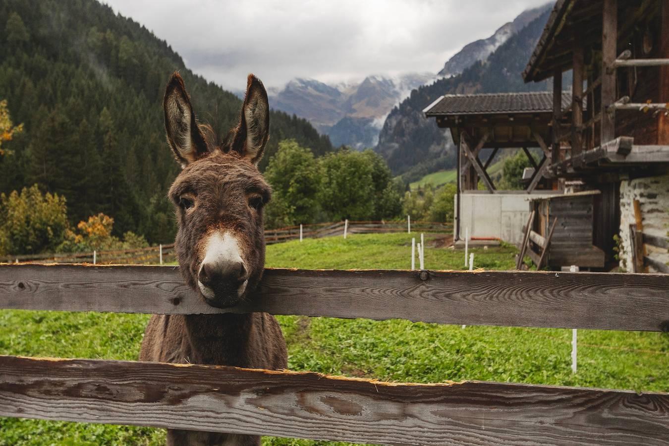 Vakantieappartement in Wipptal, Italië voor 3 personen foto 15