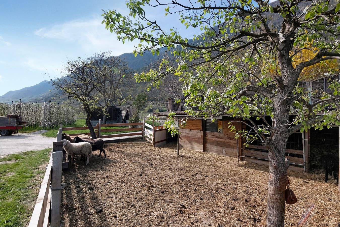 Vakantieappartement in Vinschgau foto 18