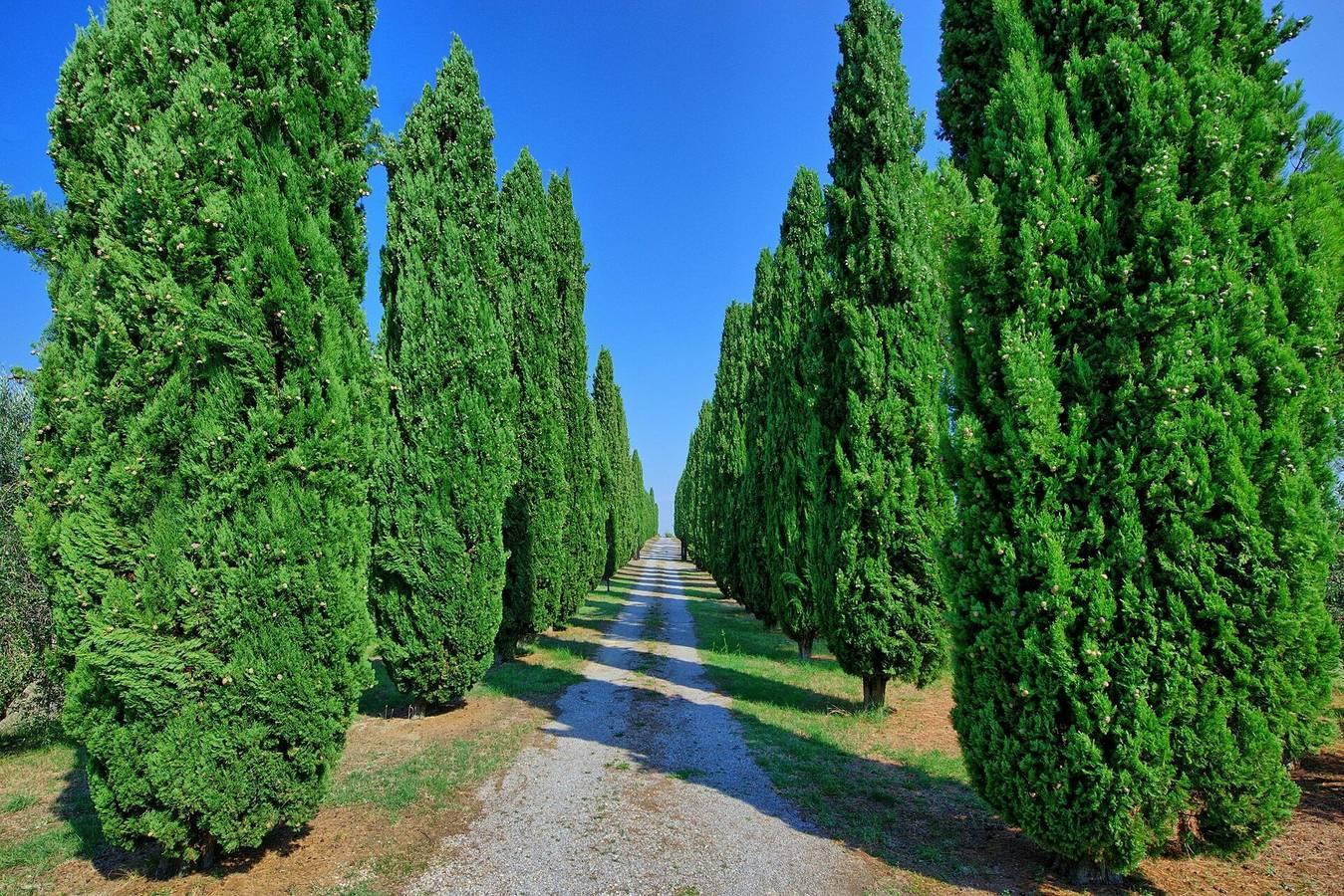 Vakantiehuis in Tuscia, Italië voor 7 personen foto 14