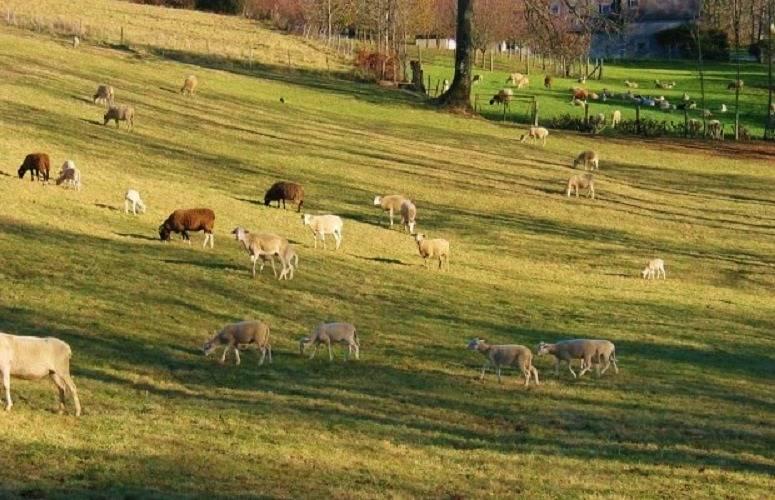 Vakantiehuis in Mérilheu, Frankrijk voor 2 personen foto 18