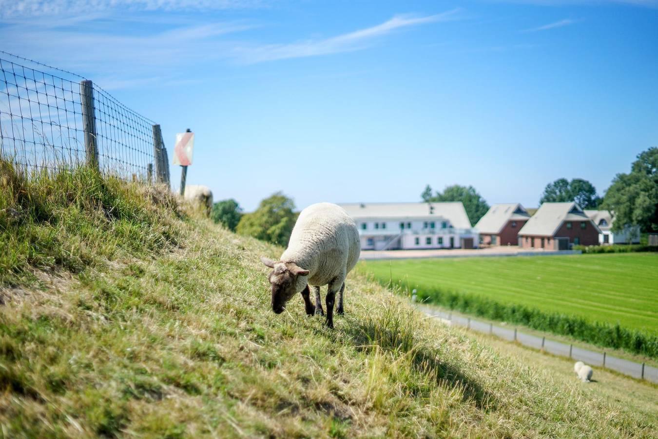 Vakantieappartement in Waddenzee, Duitsland voor 6 personen foto 13