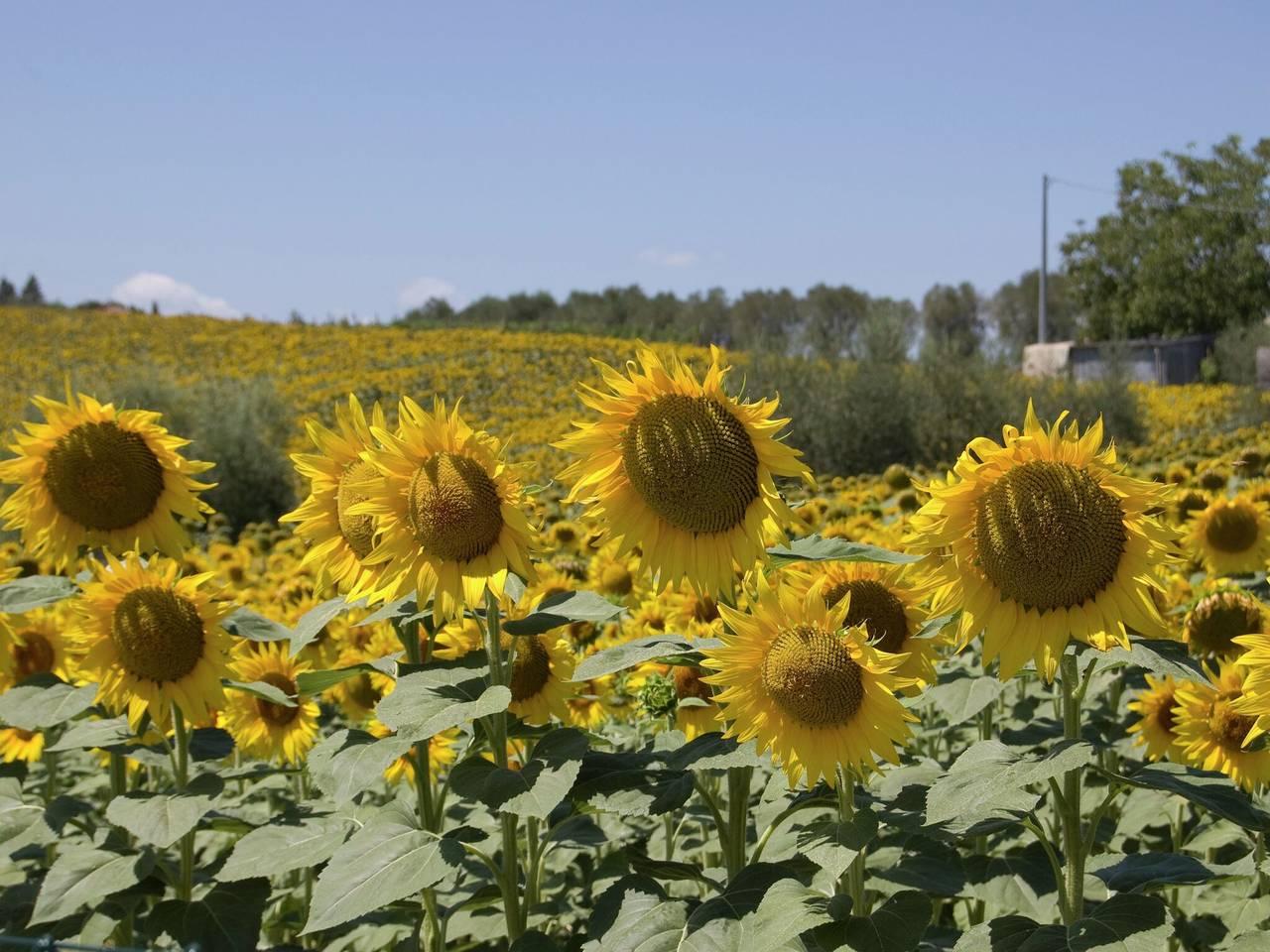 Rustieke charme, modern comfort in Farneta, Cortona, Italië voor 8 personen foto 20