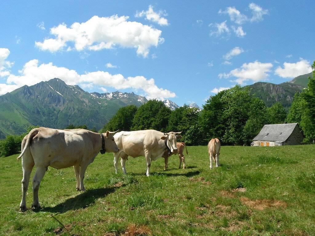 Vakantiehuis in Arrens-Marsous, Nationaal park de Pyreneeën, Frankrijk voor 5 personen foto 23