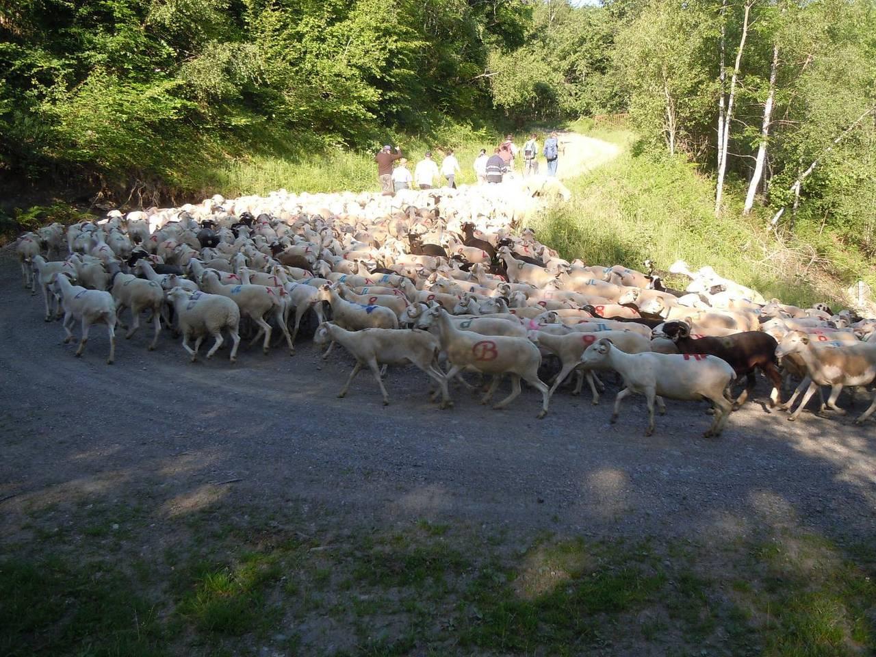 Gîte de Georges in Freychenet, Ariège, Frankrijk voor 4 personen foto 24