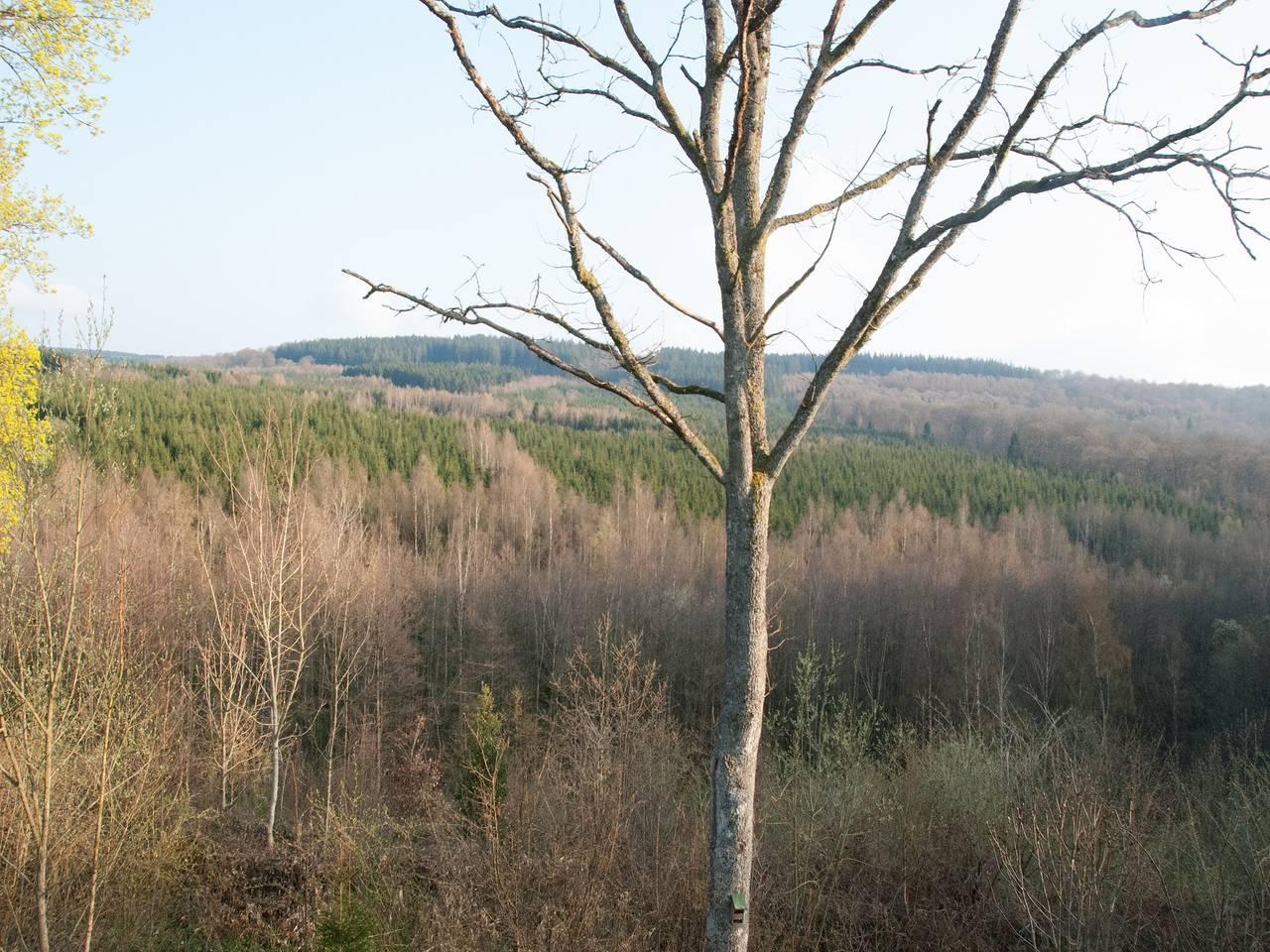 Gezellig boshuisje in Awenne in Awenne, Saint-Hubert, België voor 4 personen foto 23