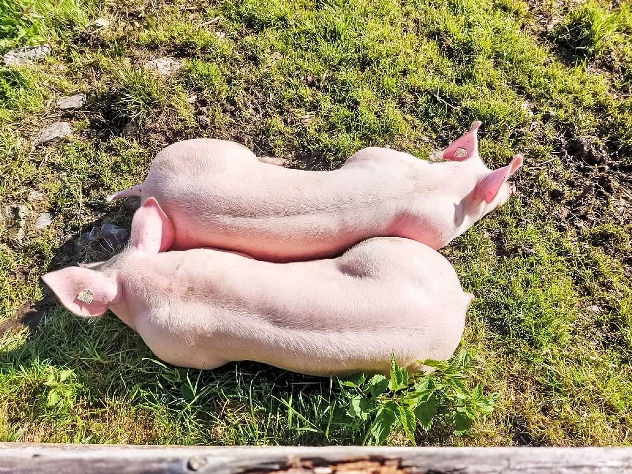 Vakantieappartement in Pinzgau, Oostenrijk voor 10 personen foto 3