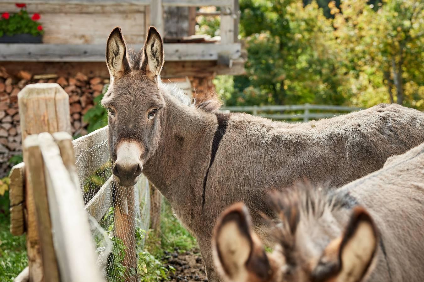 Vakantieappartement in Wipptal, Italië voor 3 personen foto 12