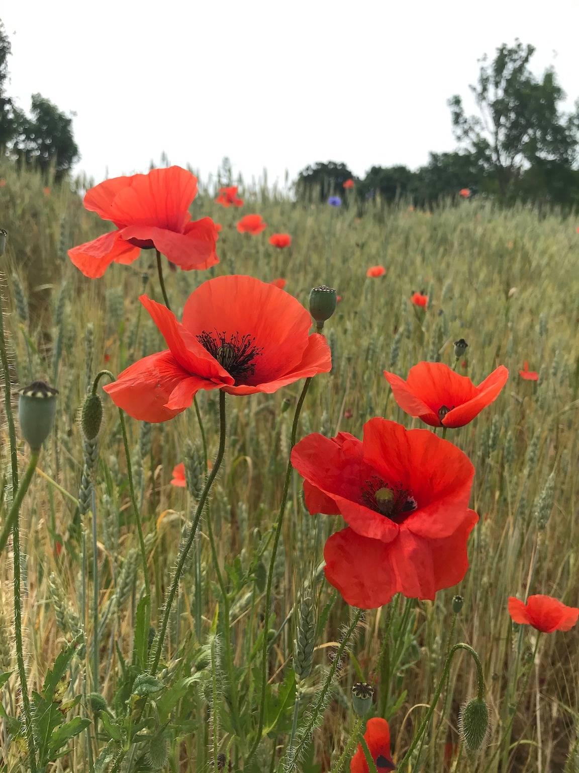 Vakantieappartement in Rügen, Duitsland voor 6 personen foto 18