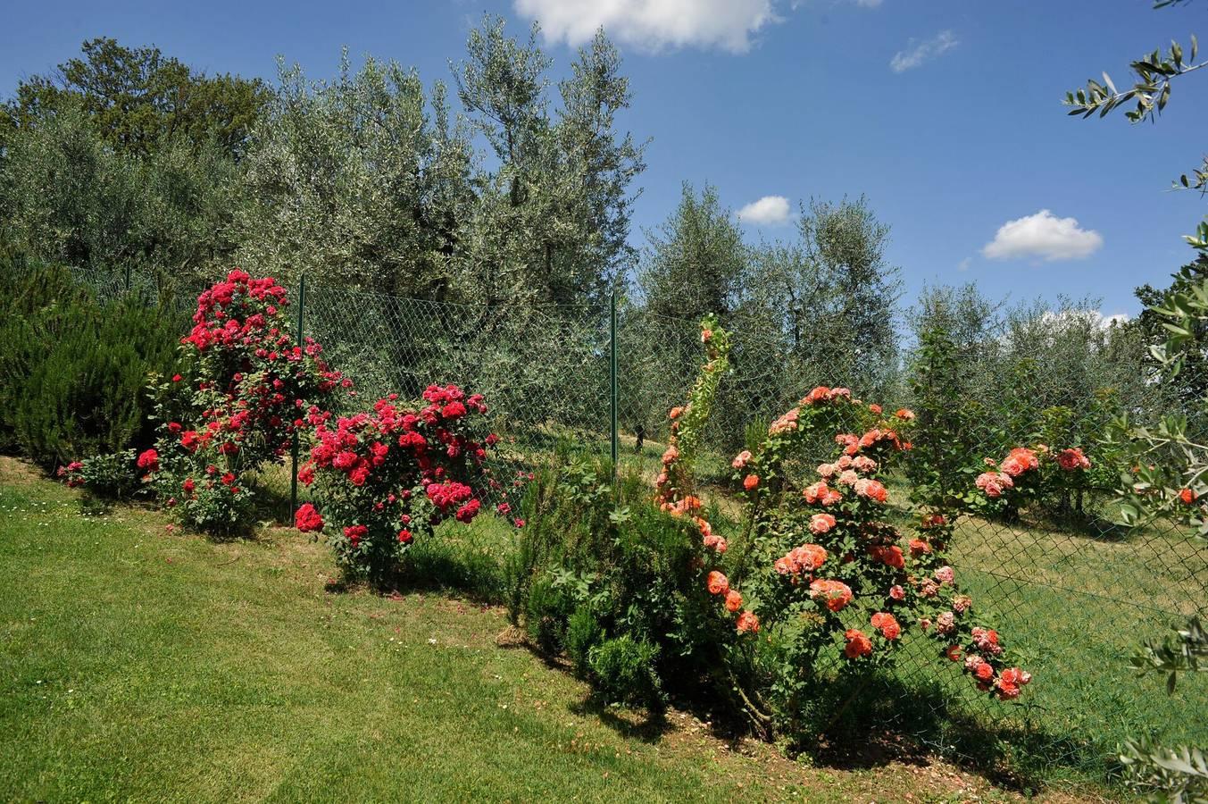 Vakantiehuis in Chianti, Italië voor 8 personen foto 18