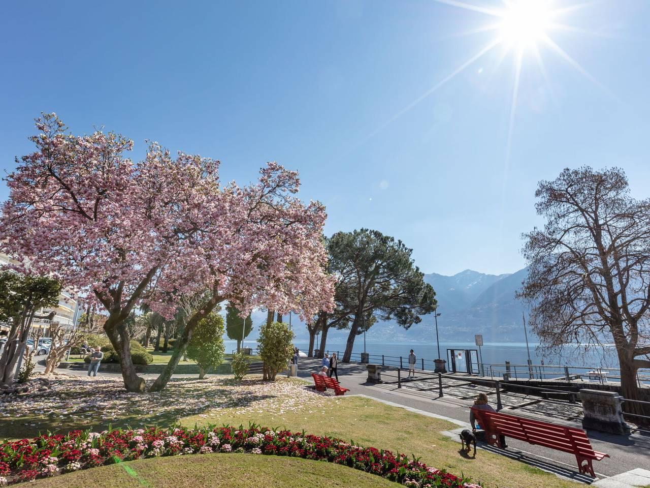 Collina Verde B - Collina Verde B 130.1 in Ascona, Ticino Alpen en Verbano, Zwitserland voor 4 personen foto 19
