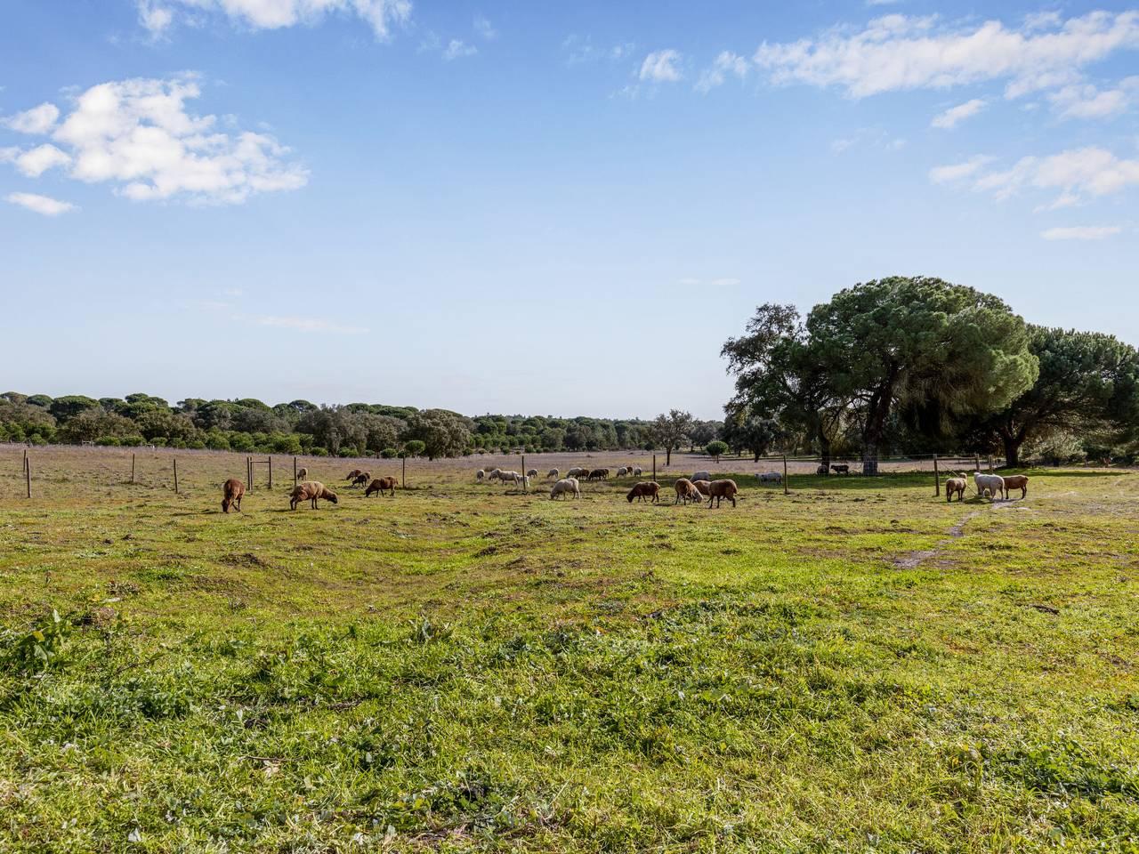 Quinta de Santa Emilia 2 in São Martinho (Portugal), Alentejo Litoral, Portugal voor 4 personen foto 22