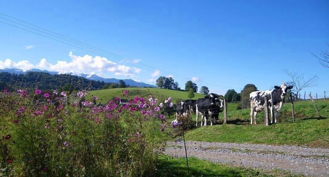 Vakantiehuis in Béarn, Frankrijk voor 6 personen foto 6