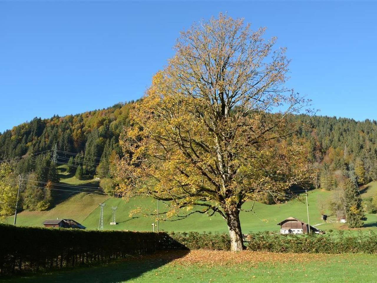 Vakantieappartement in Saanen, Zwitserland voor 8 personen foto 3
