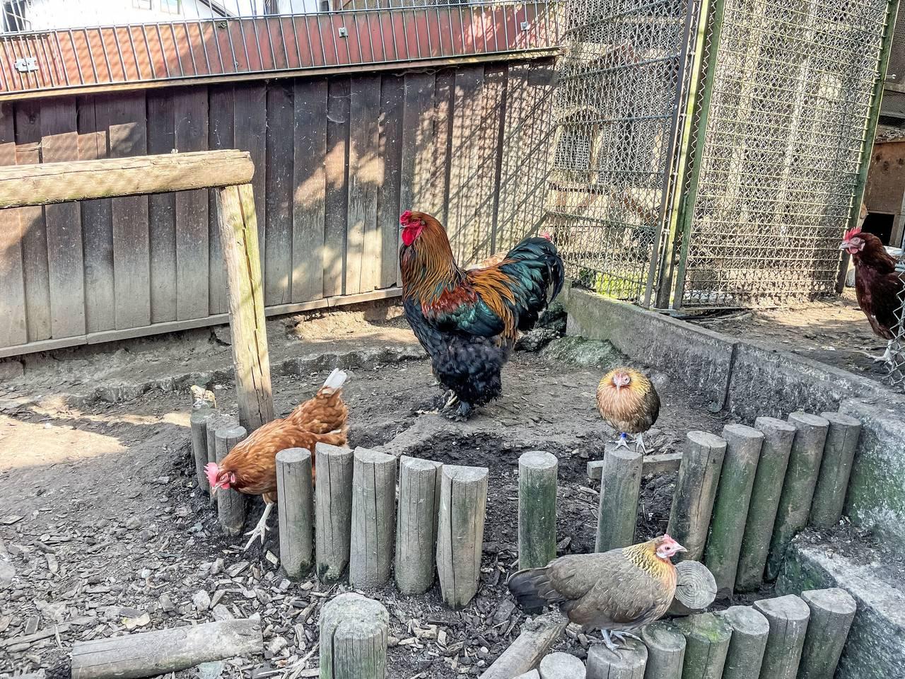 Vakantieappartement met hond toegestaan in Arrach, Duitsland voor 8 personen foto 24