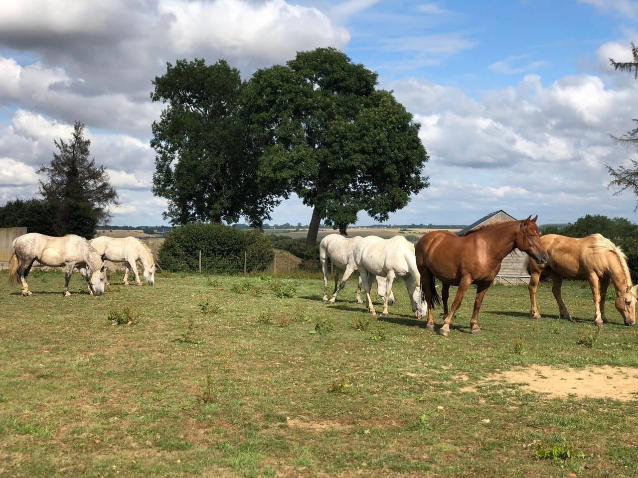 Gîtes de France® - Gîte d'Eclehêtre in Foucarmont, Frankrijk voor 10 personen foto 21