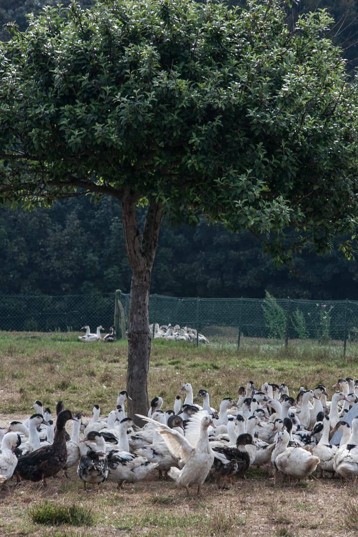 Vakantiehuis in Yport, Frankrijk voor 12 personen foto 17