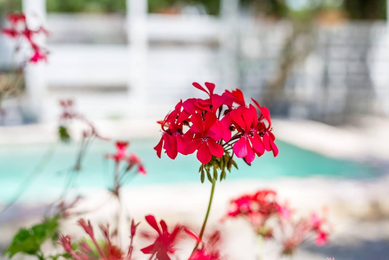 Studio 'Casita Estudio El Castaño' met Privézwembad in Playa El Palmar, Vejer de la Frontera, Spanje voor 2 personen foto 22