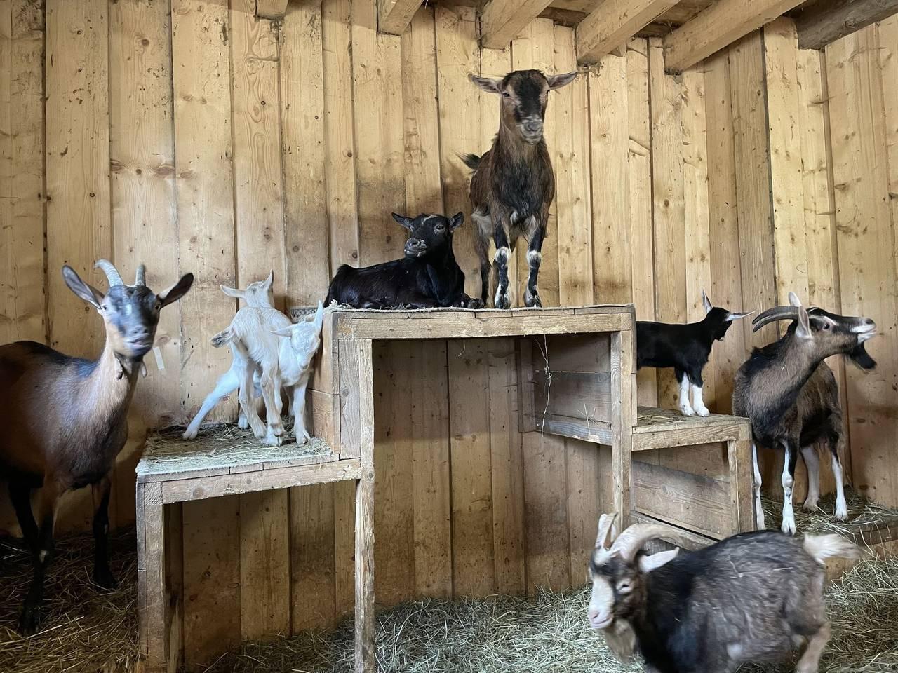Vakantieappartement met hond toegestaan in Arrach, Duitsland voor 8 personen foto 20