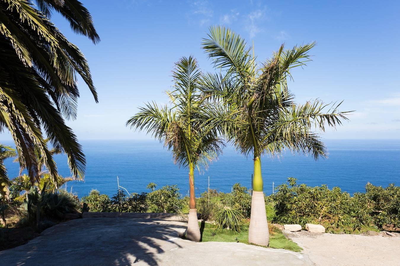 Vakantieappartement in Tenerife, Spanje voor 3 personen foto 3