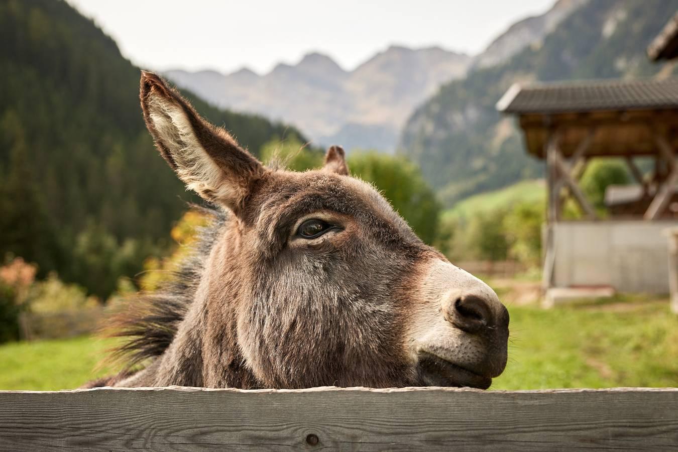Vakantieappartement in Wipptal, Italië voor 3 personen foto 13