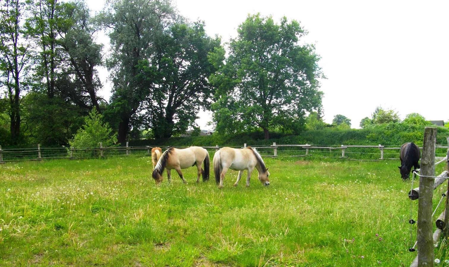 Vakantiewoning op een paard in Lübben, Dahme-Spreewald, Duitsland voor 3 personen foto 20