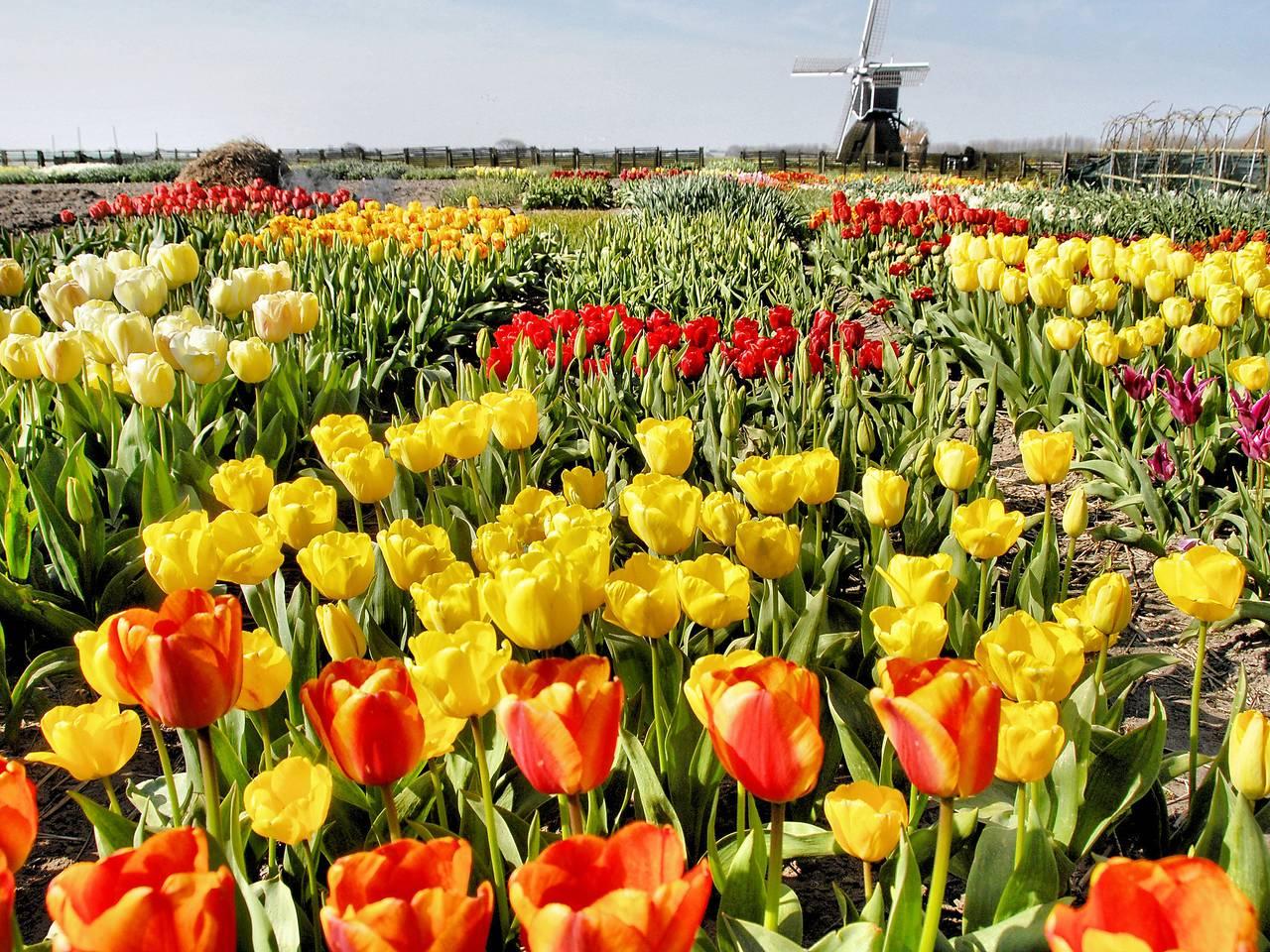 Vakantiehuis in Noordwijk, Nederland voor 6 personen foto 10
