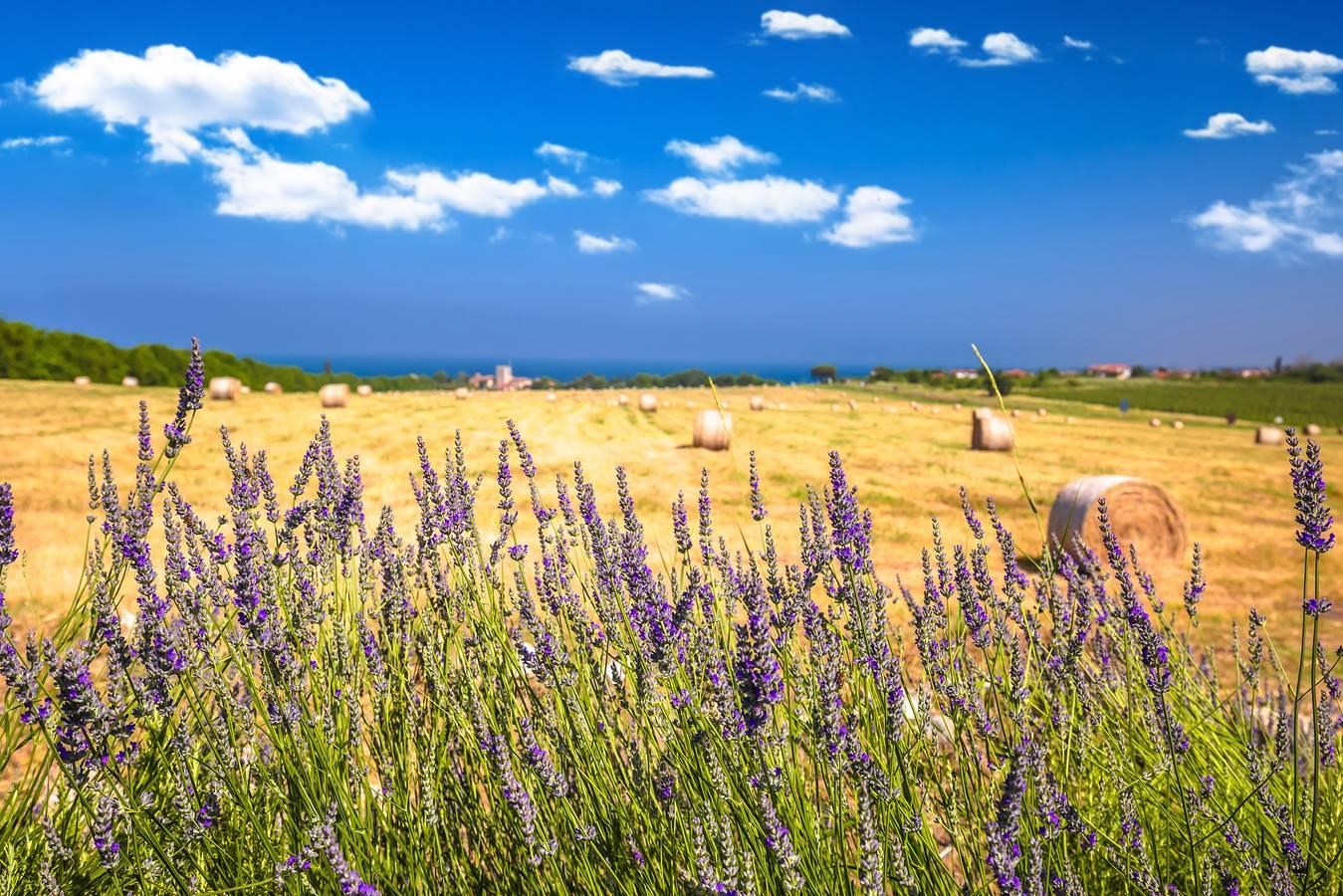 Vakantiewoning direct aan het strand, met barbecue in Novigrad, Kroatië voor 2 personen foto 20