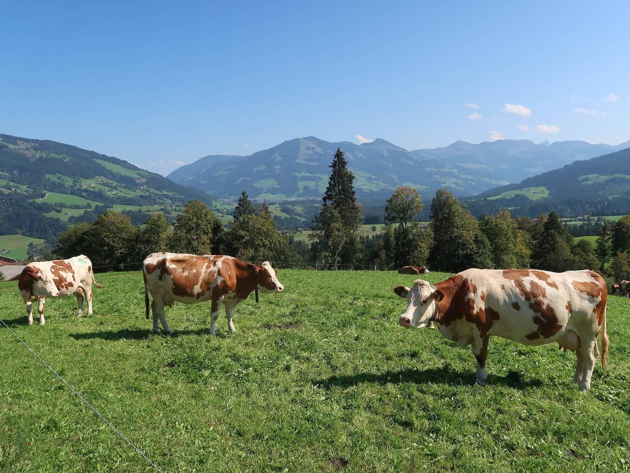 Vakantieappartement in Wildschönau, Oostenrijk voor 2 personen foto 15